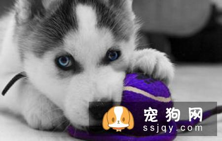 狗狗为什么突然胃口不好，应该给它吃什么？