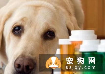 狗狗白内障有什么症状，应该怎么预防