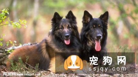 马利诺斯犬多少钱一只,怎么训练_特征介绍|图片