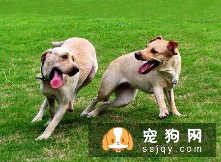 狗狗喜欢打架怎么办