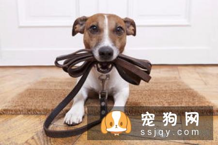 10款养狗需要准备的基础装备