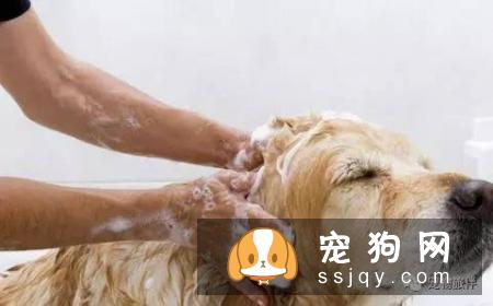 专业宠物SPA，远不止是“泡澡、按摩”那么简单