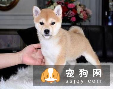 了解这些幼犬饲养指南，让狗狗健康成长