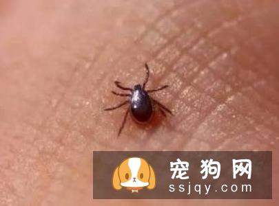 狗狗身上有跳蚤怎么办_狗狗有跳蚤的表现_怎么来的?