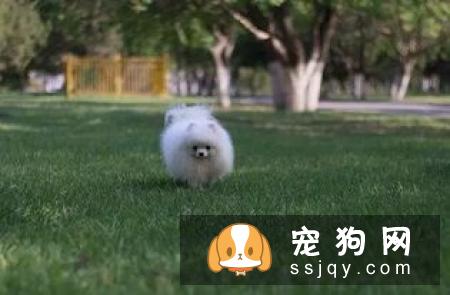 狗狗为什么会得创伤后应激障碍