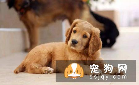 狗狗体内驱虫