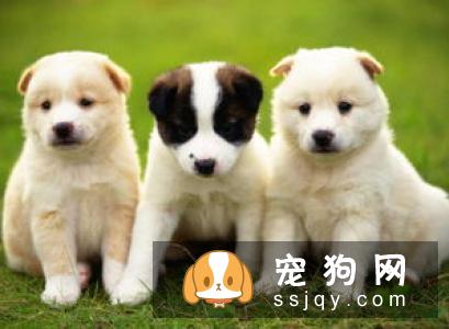 狗狗不听话应该打还是训？
