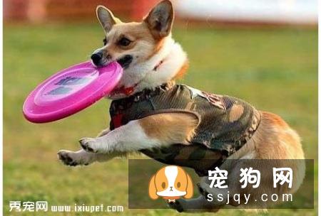 拯救汪星人之——蠢萌狗狗捣乱篇！