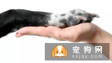 如何正确的给狗狗修剪趾甲!