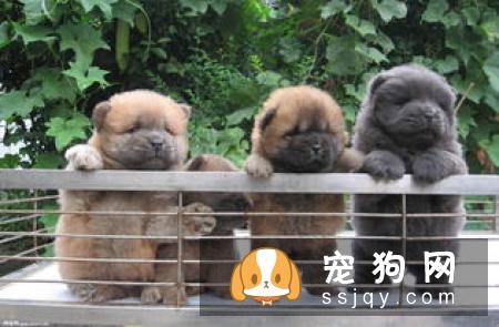 一个月的小狗怎么养比较好？