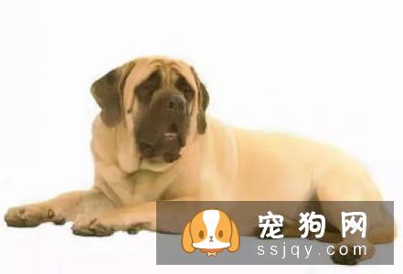 公藏獒和铁包金有什么区别?