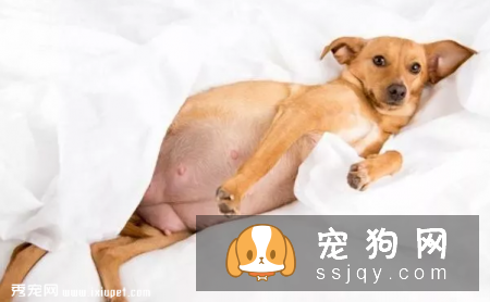 狗狗的一生会经历的四个阶段