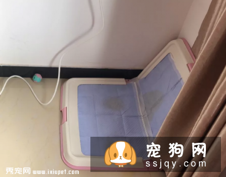为什么狗狗做了绝育手术，还是到处乱尿标记?