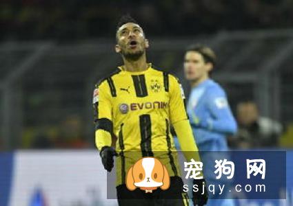 小型葡萄牙波登可犬训练方法_多少钱一只