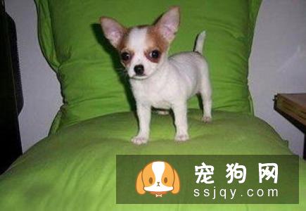 狗狗喜欢咬人应该怎么办