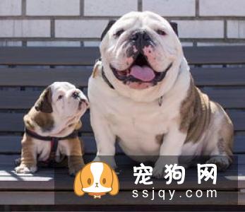 狗狗发情时间及发情期注意事项