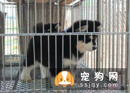 给怀孕的母狗注射疫苗能否给小狗免疫?
