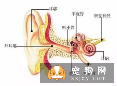 宠物牙周炎的诱因有哪些，宠物牙周炎该怎么治疗