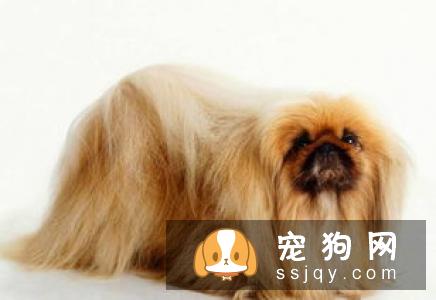 用什么方法能制止喜欢追赶车的狗狗？