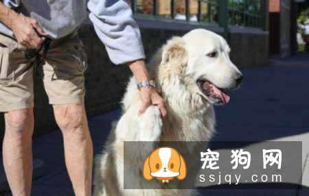 应该如何照顾老年犬，狗狗该吃什么？