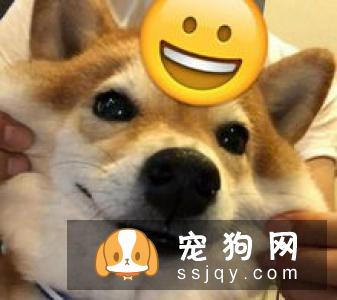 夏季如何给狗狗驱蚊? 让狗狗安然度过夏天!