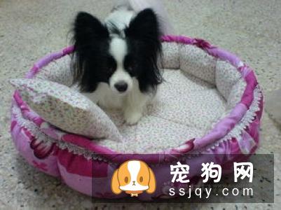 你的错误行为，决定了狗狗的坏习惯