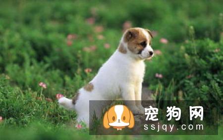 美国恶霸犬适合家养吗?就像看待任何人类一样,我们不能以外貌取人