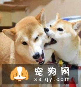 狗狗发情时的症状和注意事项