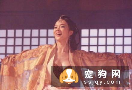 夏天遛狗如何预防它们的小jio不被烫伤