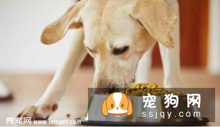 狗狗拉稀很活泼，狗狗拉稀但很精神