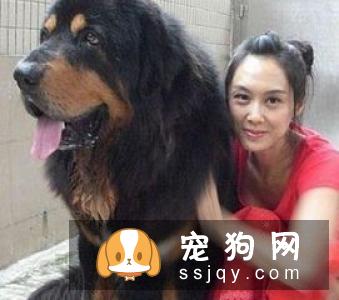 泰迪犬为什么喜欢和主人一起睡觉? 赶也赶不走!