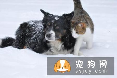 耳朵进水怎么办用棉签给狗狗把水蘸干净