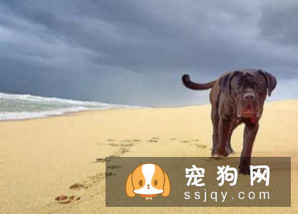 夏季如何给狗狗驱蚊? 让狗狗安然度过夏天!