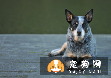 什么狗最聪明最好训? 看看有你家狗狗吗?