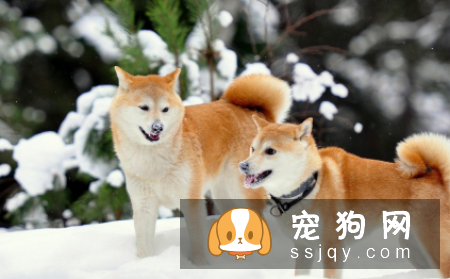 秋田犬容易训练吗 秋田犬最佳训练时期一定不要错过