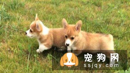幼犬增加狗粮、狗狗零食等辅食,最后断奶