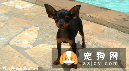 小鹿犬为什么要断尾_小鹿犬多少钱一只|智商