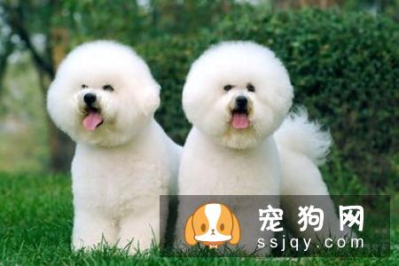 狗狗乱咬东西的行为应该如何改善