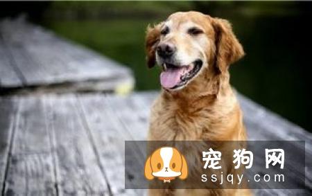 主人怎样给宠物做身体检查（下）