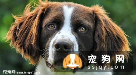 荷兰猎鸟犬的特征及生活习性|饲养|图片