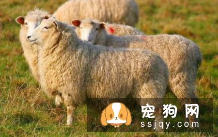 澳洲牧羊犬的外形特征及饲养方法