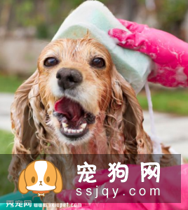 狗狗冬季洗澡美容实用指南