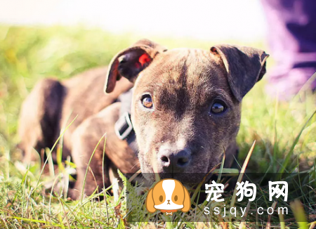 了解这些幼犬饲养指南，让狗狗健康成长
