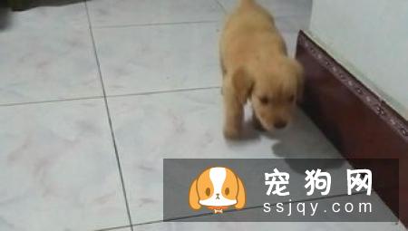如何训练狗狗趴下