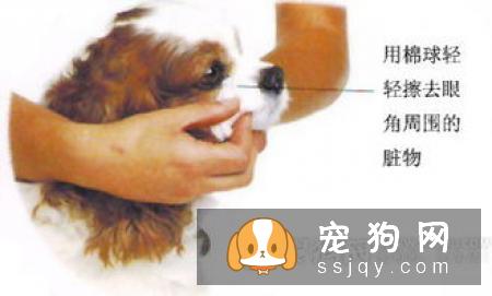 怎样给狗狗喂药水