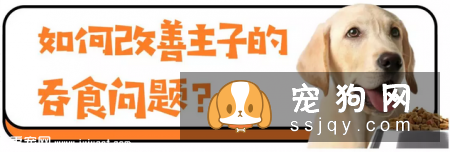 狗狗吃食狼吞虎咽不咀嚼，当心酿成大祸