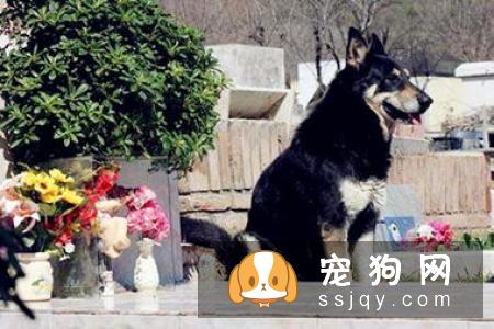 你什么时候会被狗狗的智商震惊了?
