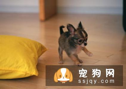 除了带毛孩到宠物医院或诊所定期检查外,主人在日常生活中应当多留意毛孩的身体状