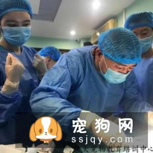 狗狗血型有哪些，狗狗输血要注意什么