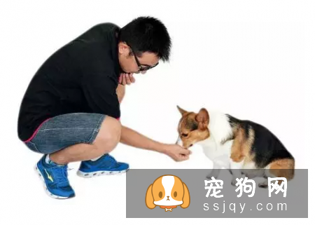 让狗狗理解“坐下”的口令